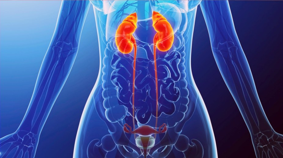 Excretory System & Renal System Physiology 1.1