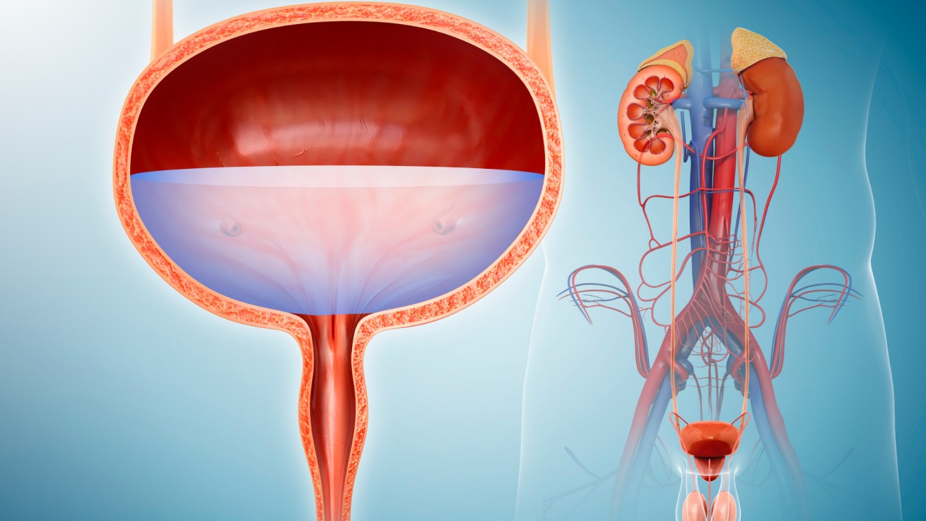 The Physiology of Urine Formation